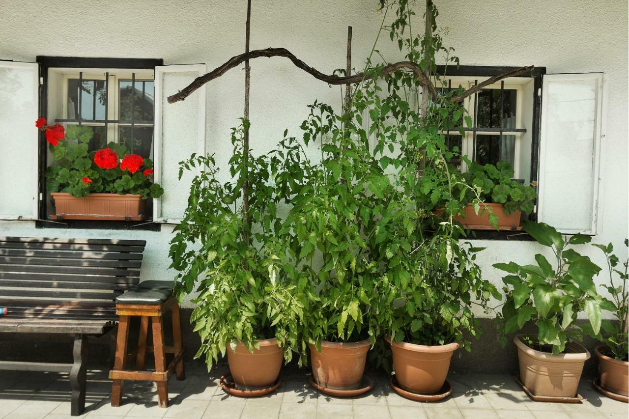 House, Garden And A Green Cat Bled Ngoại thất bức ảnh